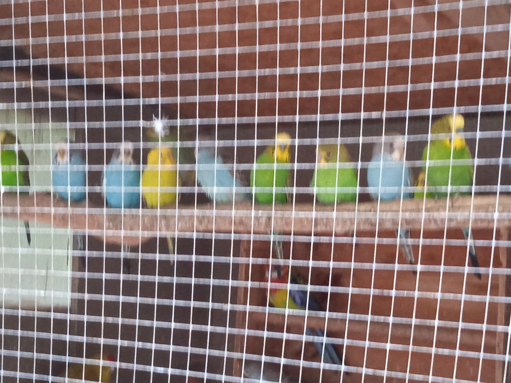 perruches ondul&eacute;es 10 60270 Gouvieux