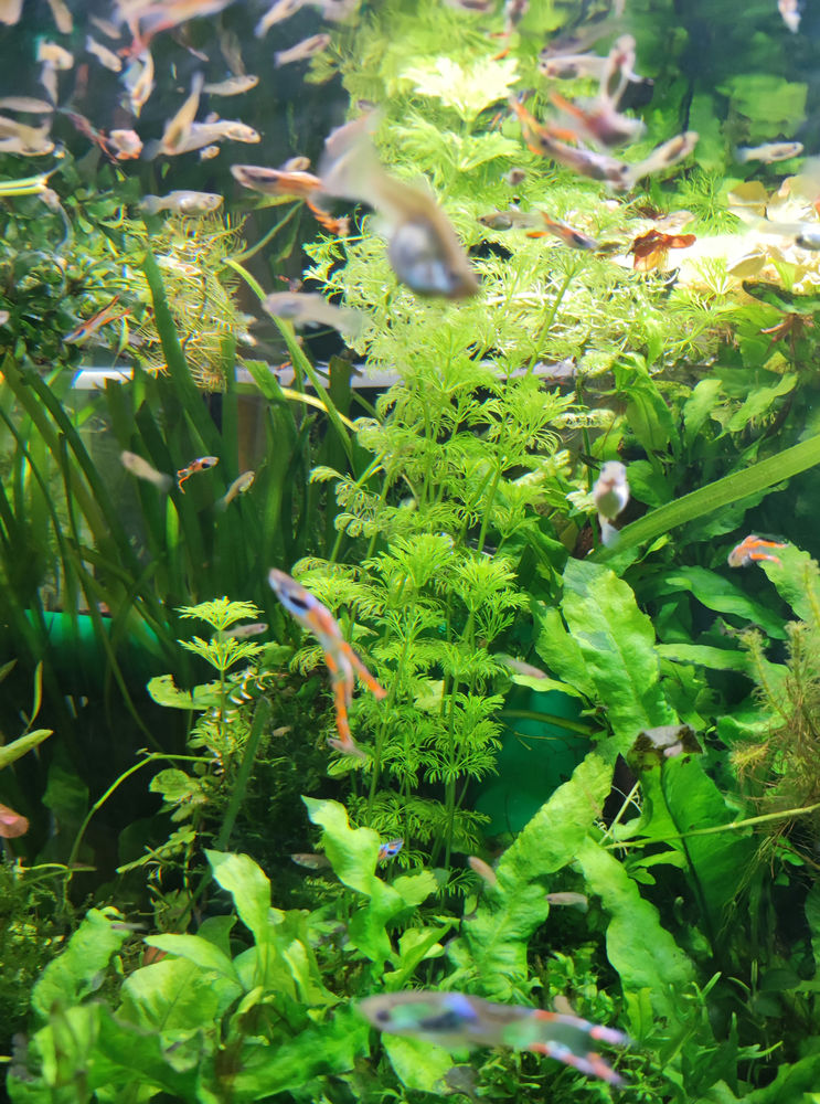 Crevettes et guppys 1� (voir tarif plantes) 1 14120 Mondeville