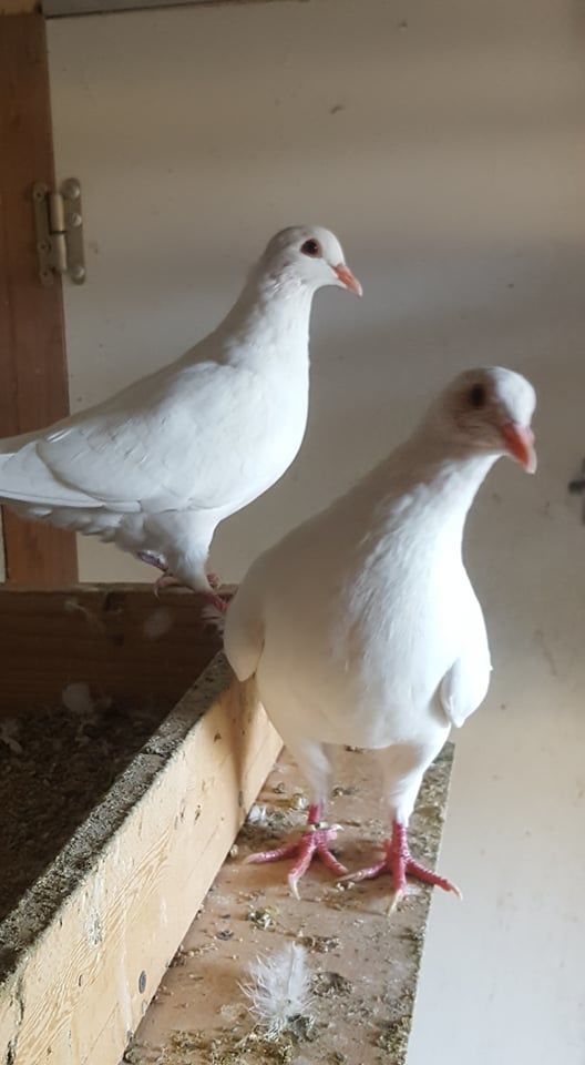 PIGEONS HUBBELL 15 34400 Lunel