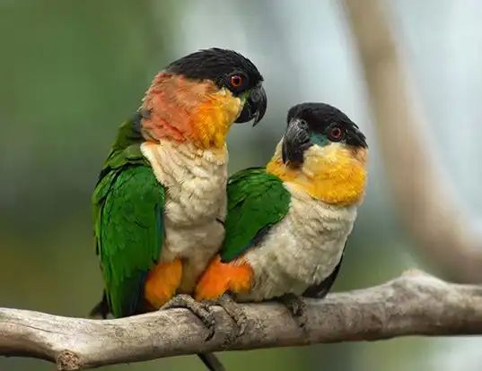 Caiques tete noire 2024 Epp 400 06500 Menton