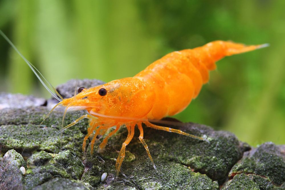 Crevettes d'aquarium Orange Sakura 3 44120 Vertou