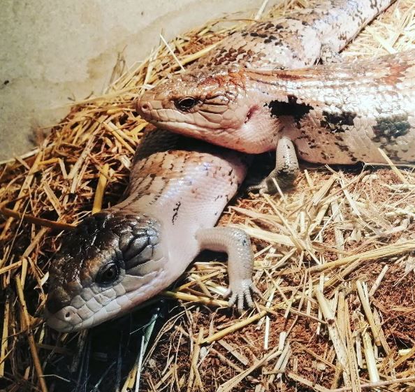 couple de scinques tiliqua irian jaya 1 38110 La tour-du-pin