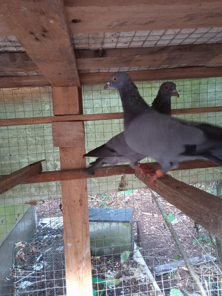 pigeon bleu de gascogne 15 60270 Gouvieux