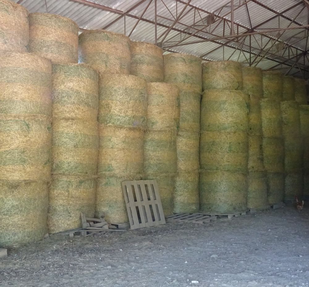 foin de prairie naturelle sans engrais 25 82270 Montpezat-de-quercy