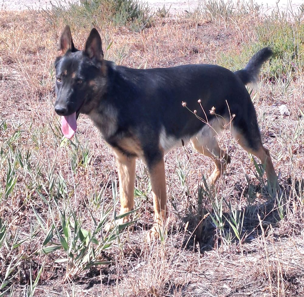 chiot berger allemand 950 34110 Frontignan