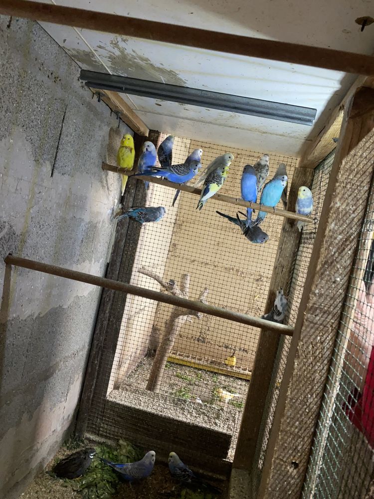 Perruches ondul&eacute;es 15 31600 Muret