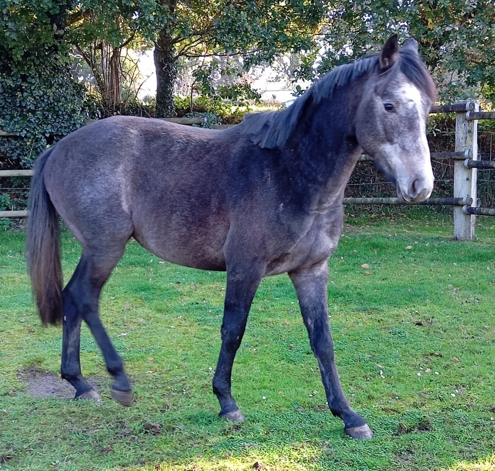 Poulains , cheval 2 ans 300 29400 Guimiliau