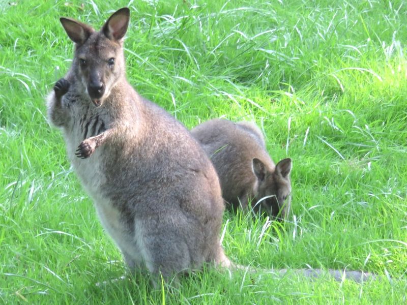 Jeune M&acirc;le Wallaby de Bennett Gris 330 40250 Saint-aubin