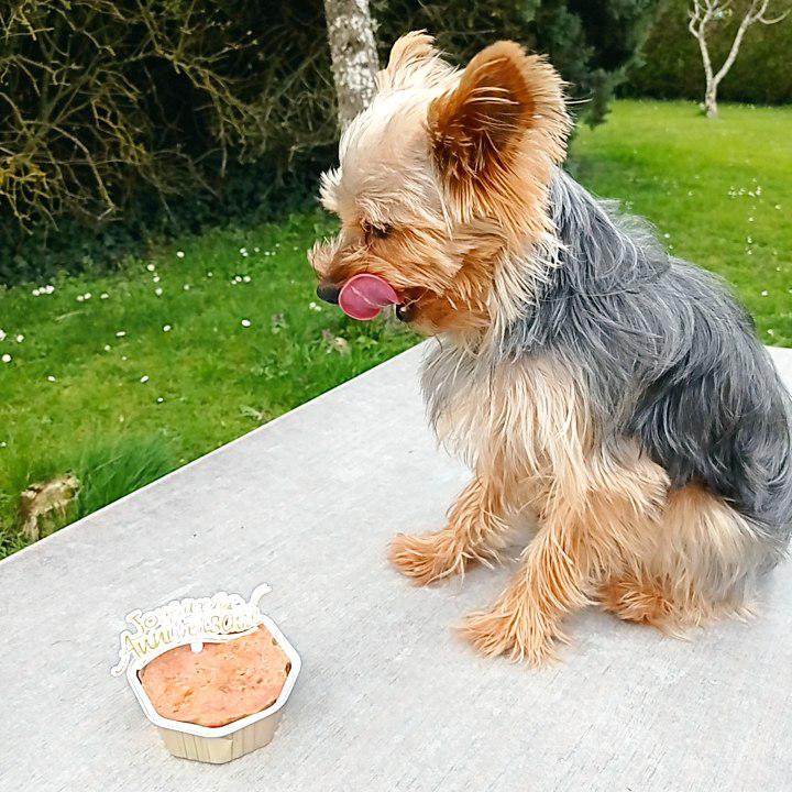 Yorkshire m&acirc;le pour saillie 300 28120 Illiers-combray