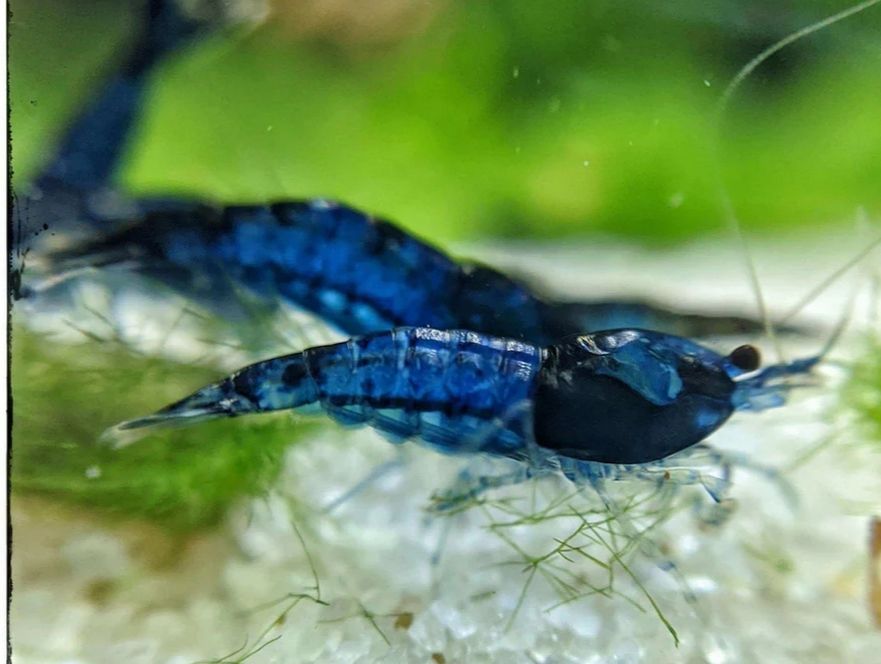 Crevettes N&eacute;o caridina 3 77340 Pontault-combault