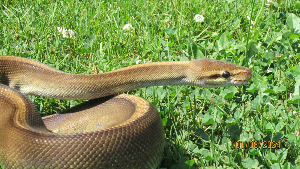 serpent python 250 85800 Le fenouiller