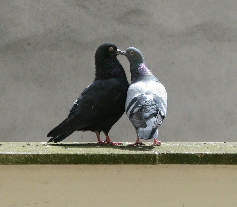 r&eacute;cup&egrave;re pigeons 0 80170 M�haricourt