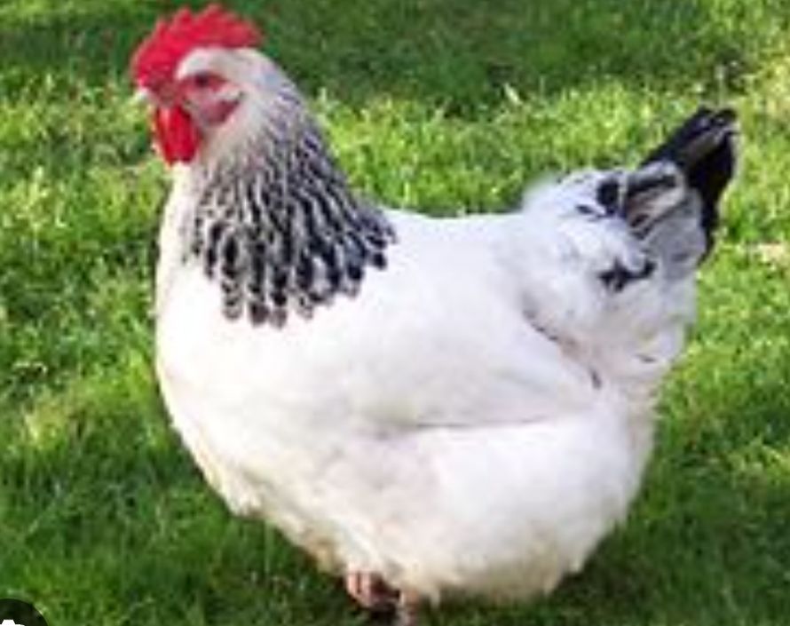 Poule sussex pondeuses 25 78910 Orgerus