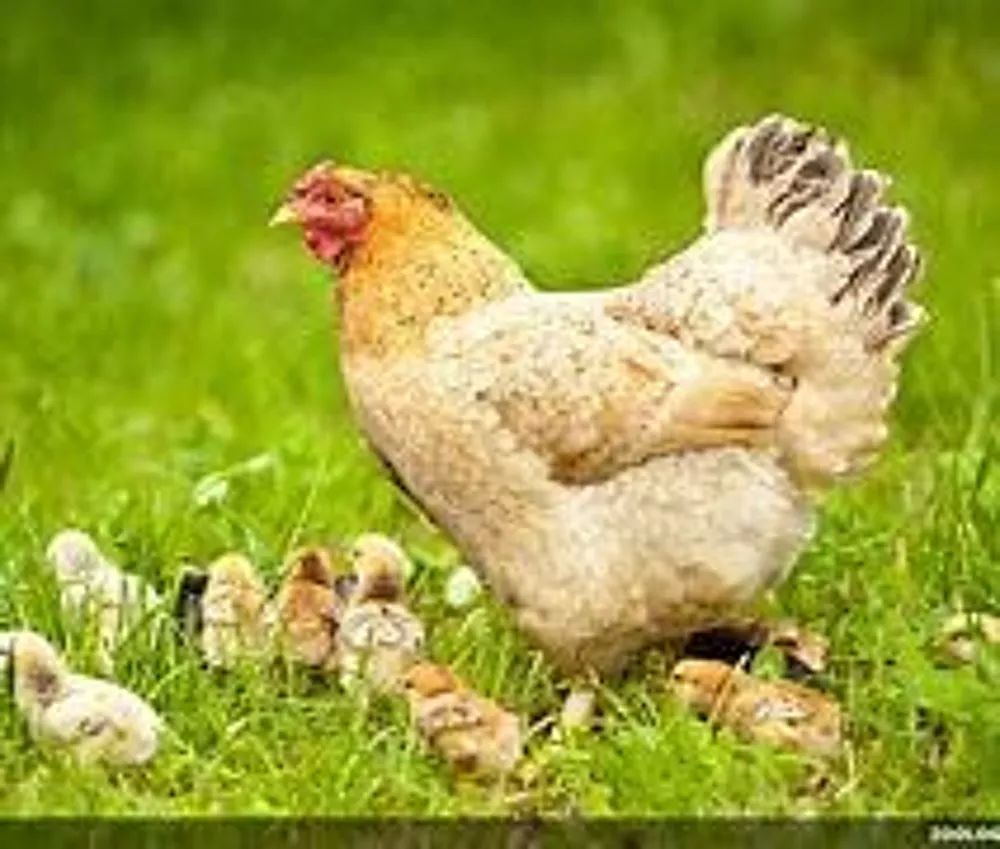 oeufs f&eacute;cond&eacute;s 2 26130 Saint-paul-trois-ch�teaux