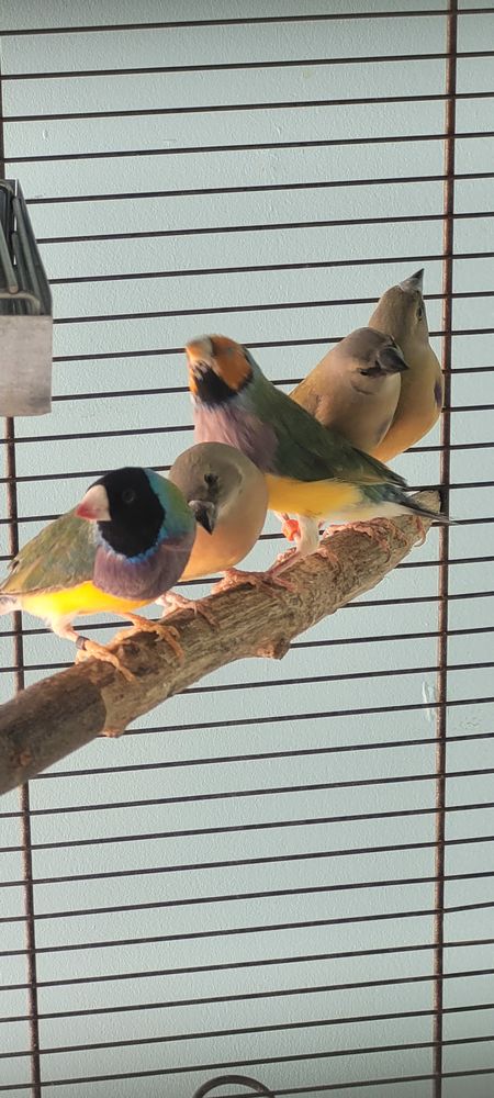 Diamants de Gould 50 10400 Fontaine-m�con