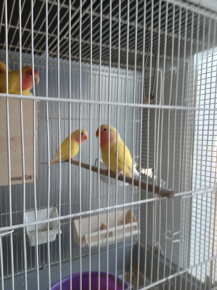 Inseparable  ricossoli jaune 40 34290 Alignan-du-vent