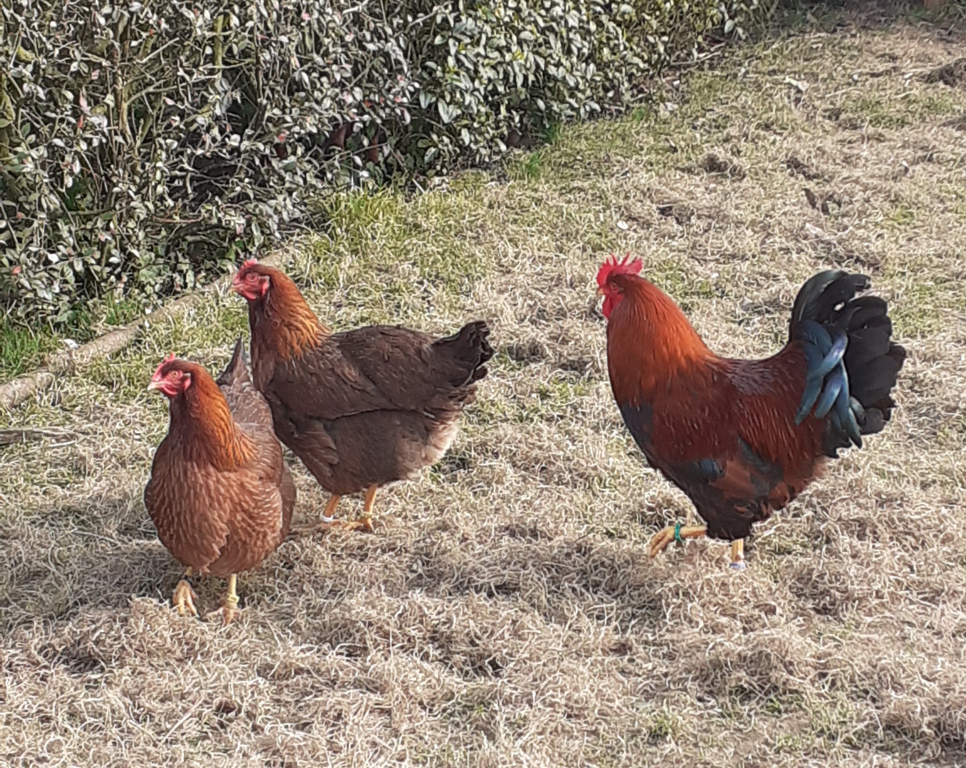 Oeufs f&eacute;cond&eacute;s ,  poule et coq welsumer 2 50190 P�riers