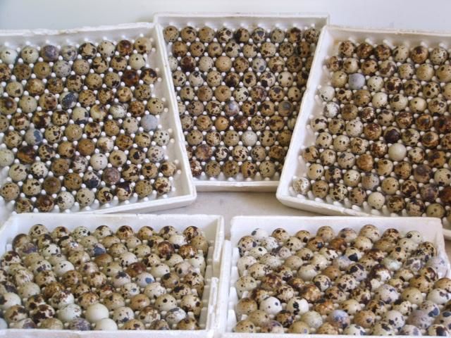 Oeufs de cailles f&eacute;cond&eacute;s reproducteurs plus de 450 gr. 4 67330 Bouxwiller