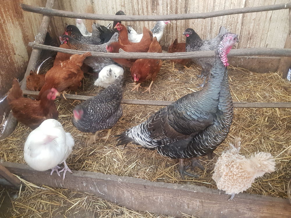 Poules pondeuses rousses a queue noir 20 78910 Orgerus