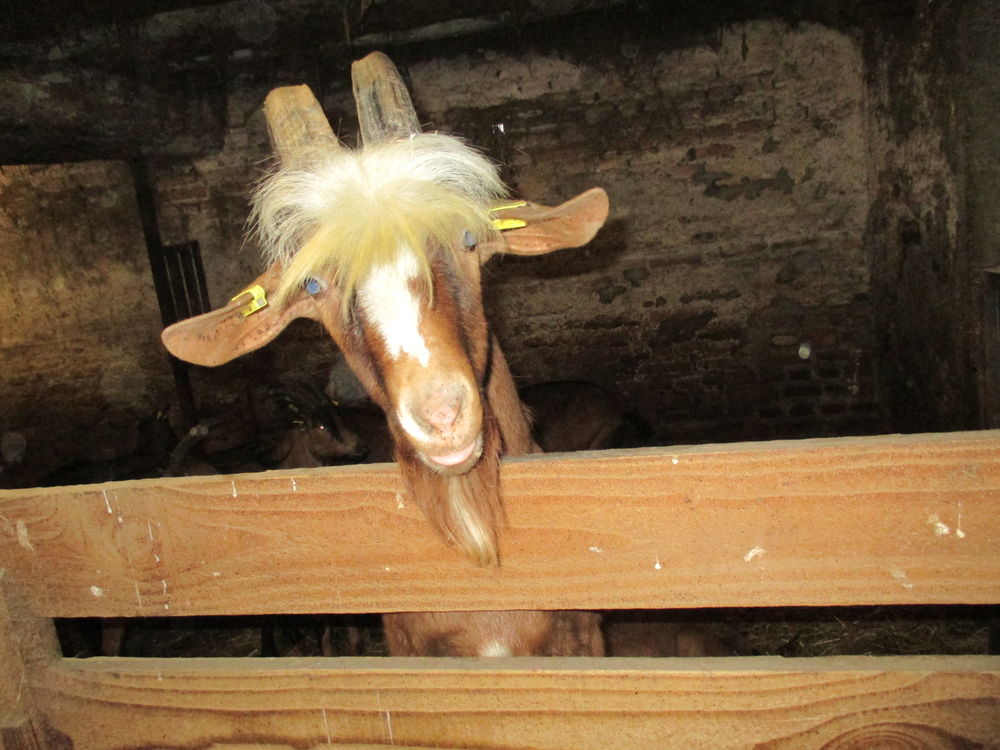 bouc 65 58250 Montambert