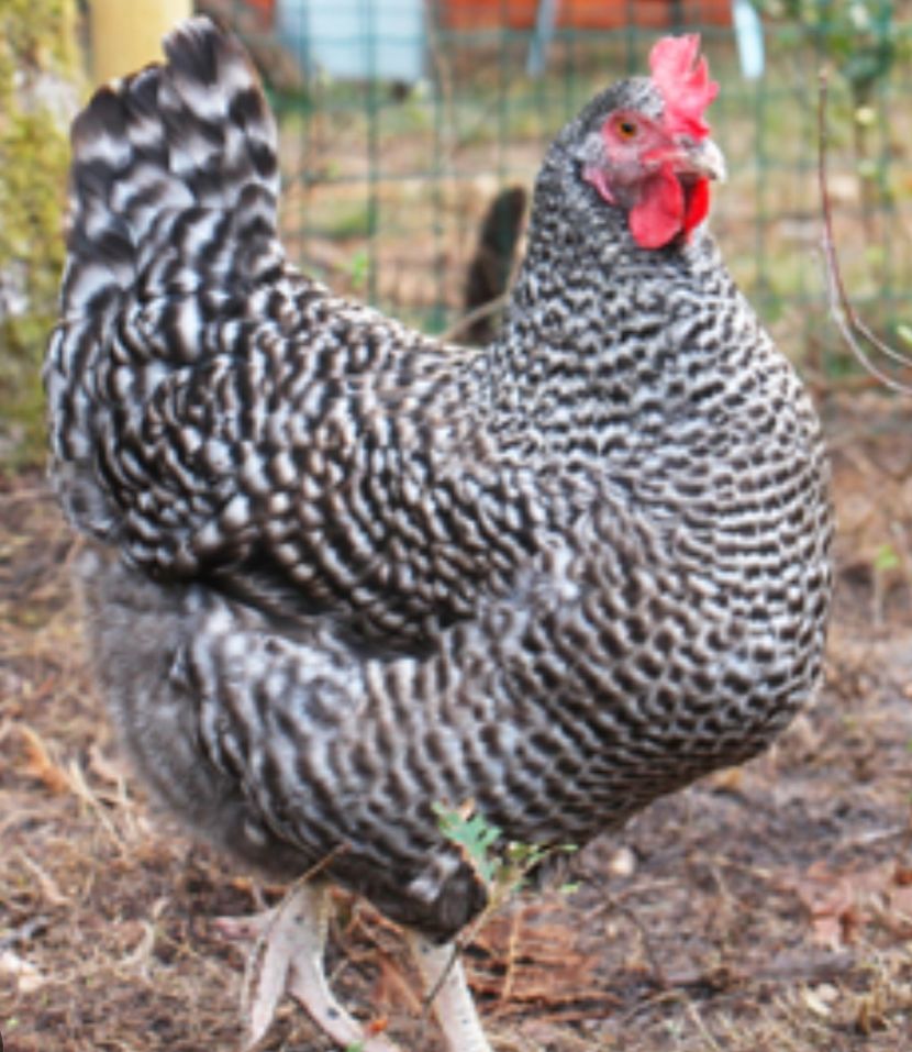 Poules coucou pondeuses 25 78910 Orgerus