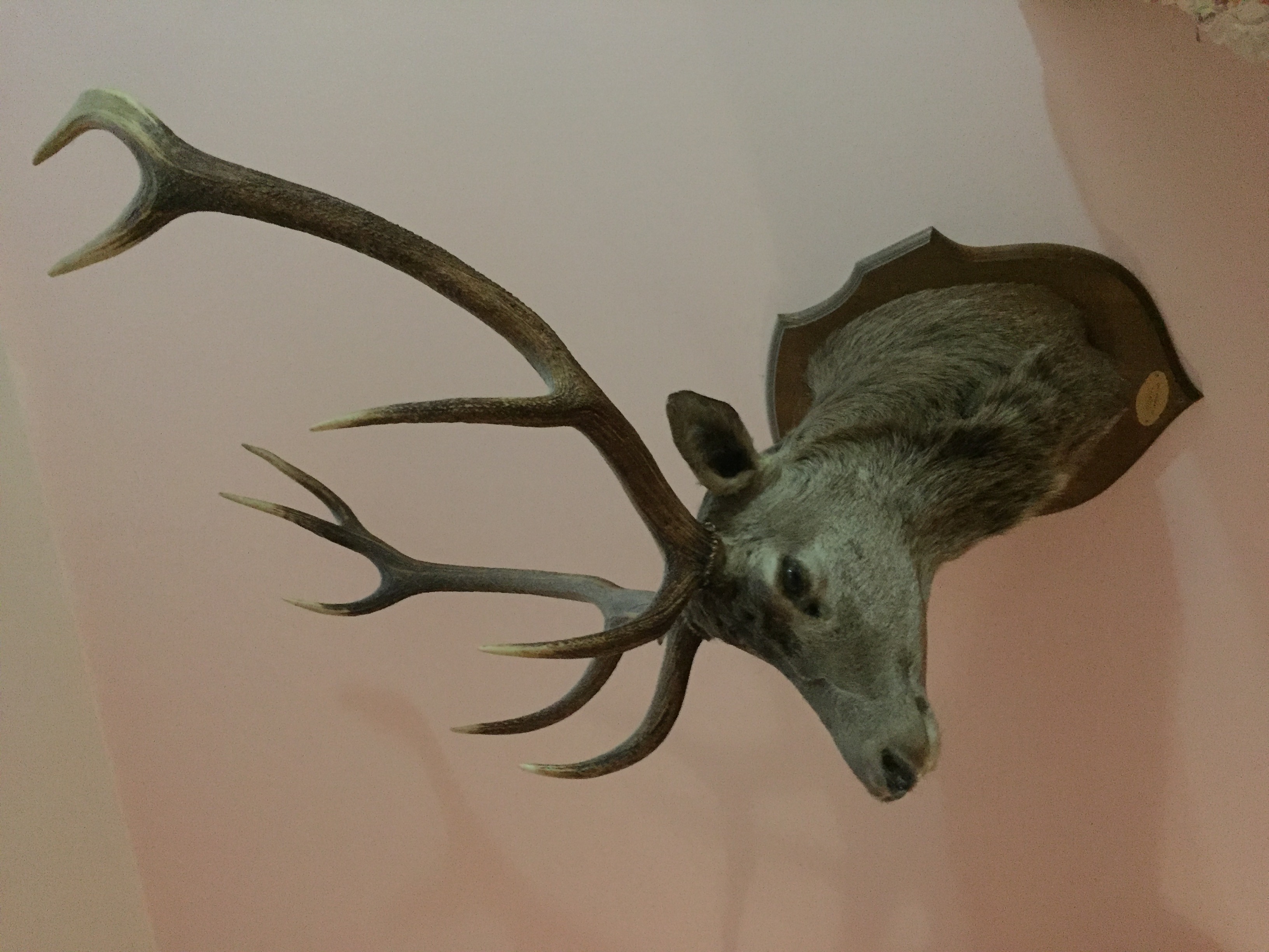 T&ecirc;te de cerf naturalis&eacute; 500 02290 Vic-sur-aisne