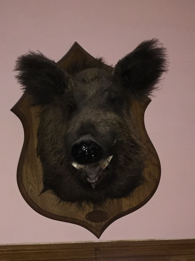 T&ecirc;te de sanglier naturalis&eacute; 350 02290 Vic-sur-aisne