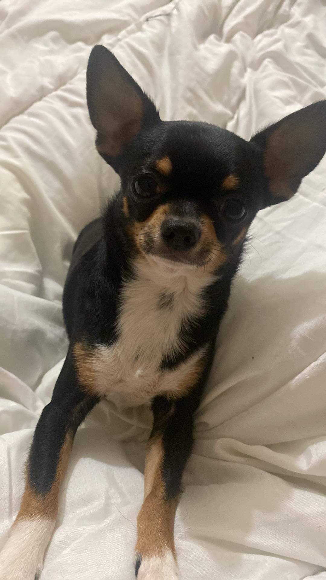 Saillie Chihuahua m&acirc;le noir tricolore LOF confirm&eacute; (et ADN) 300 89160 Ancy-le-franc