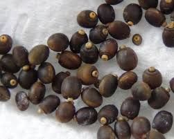 Carausius morosus ou phasme morose. 1 73000 Chamb�ry