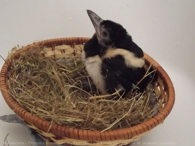 b&eacute;b&eacute; pie ou corneille 20 66000 Perpignan