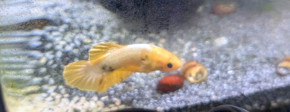 poisson combattant male yellow 15 92260 Fontenay-aux-roses