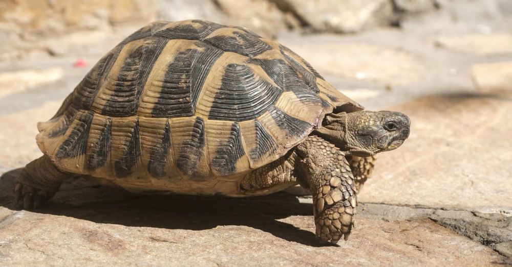 recherche tortues de terre 20 12240 Vabre-tizac