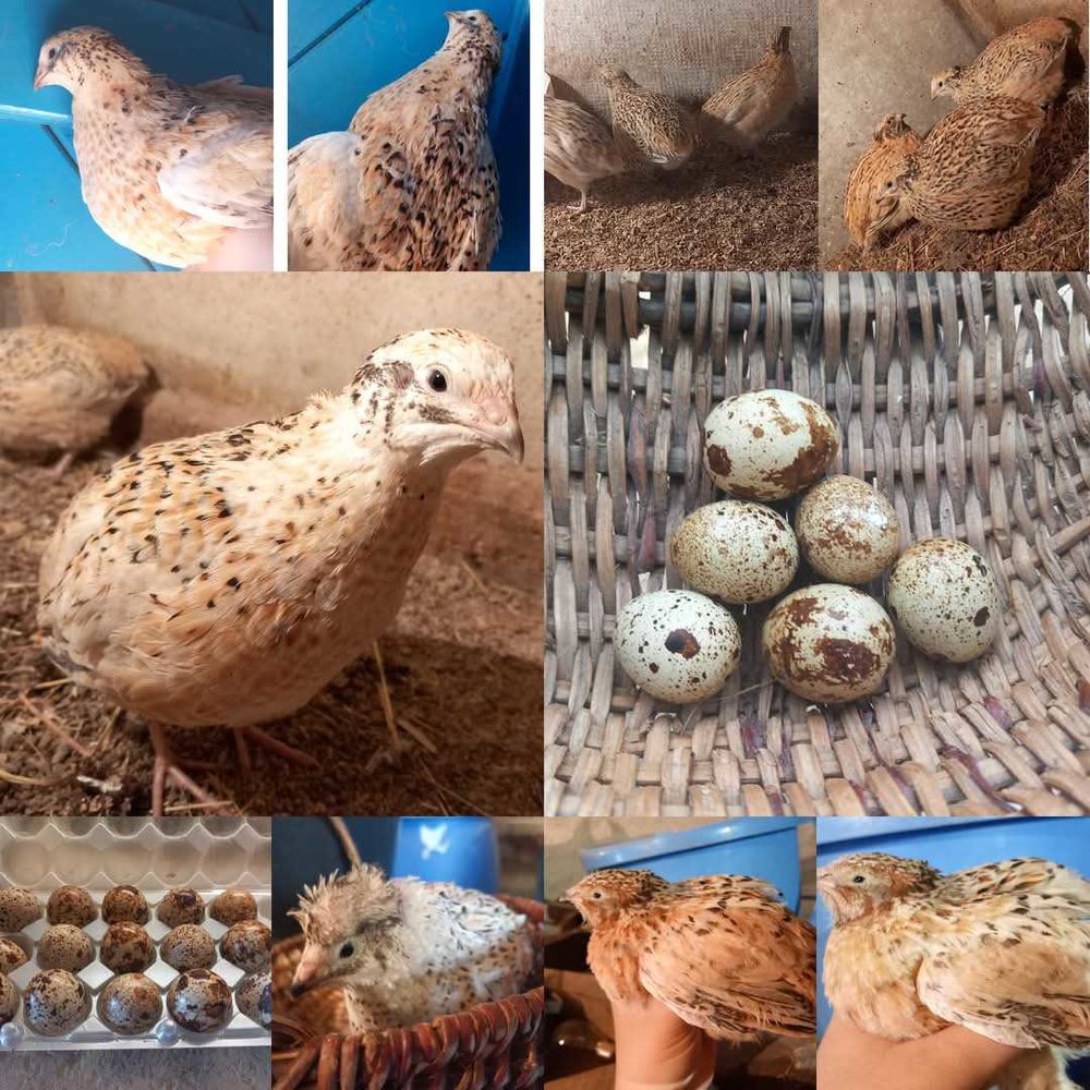 Oeuf de caille 3 71360 �pinac