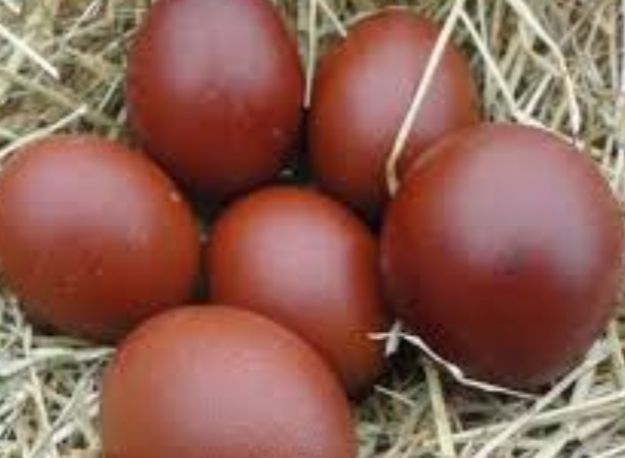 Poules noirans oeufs chocolat 40 78910 Orgerus