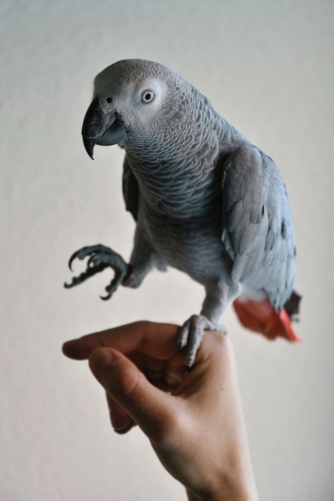 Recherche Gris du Gabon pour le mois de juin 0 91600 Savigny-sur-orge