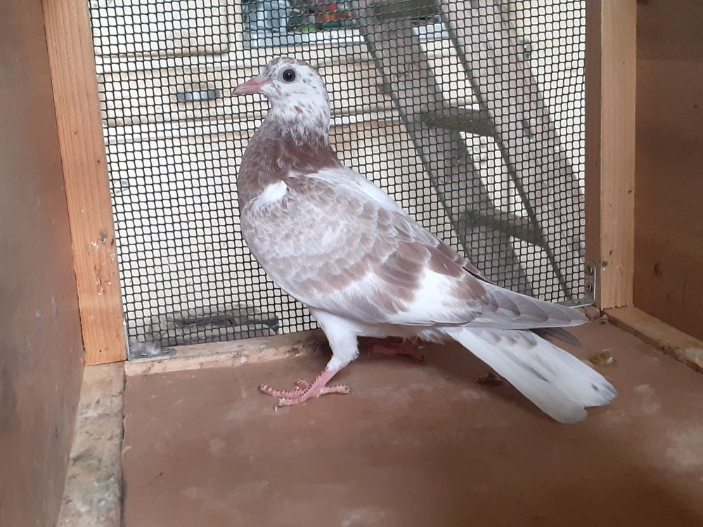 JEUNES PIGEONS COULEUR MOSAIQUE 10 33130 B�gles