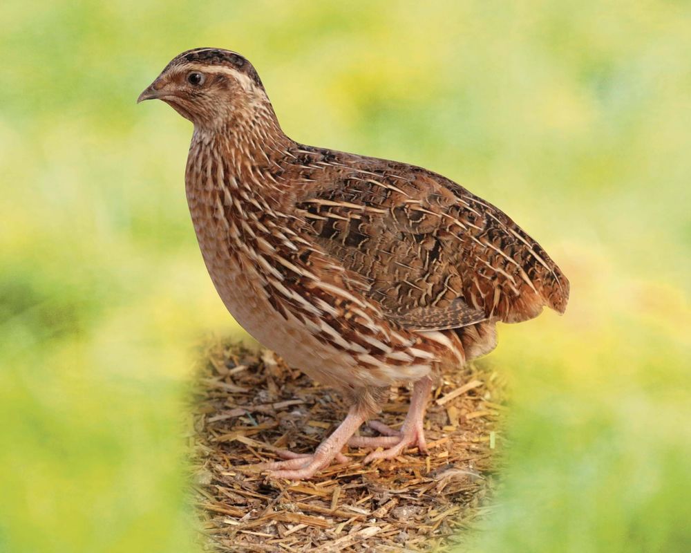 Recherche un emploi dans un &eacute;levage de cailles 0 46090 Le montat