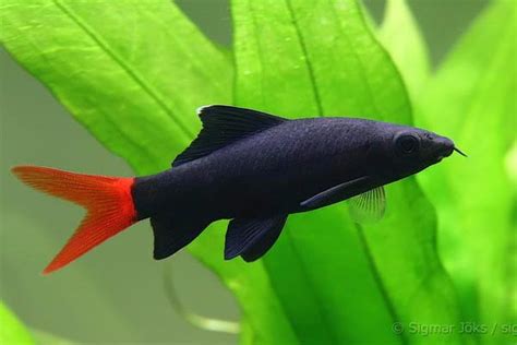 Lab&eacute;o bicolor poisson d'eau douce 5 62300 Lens