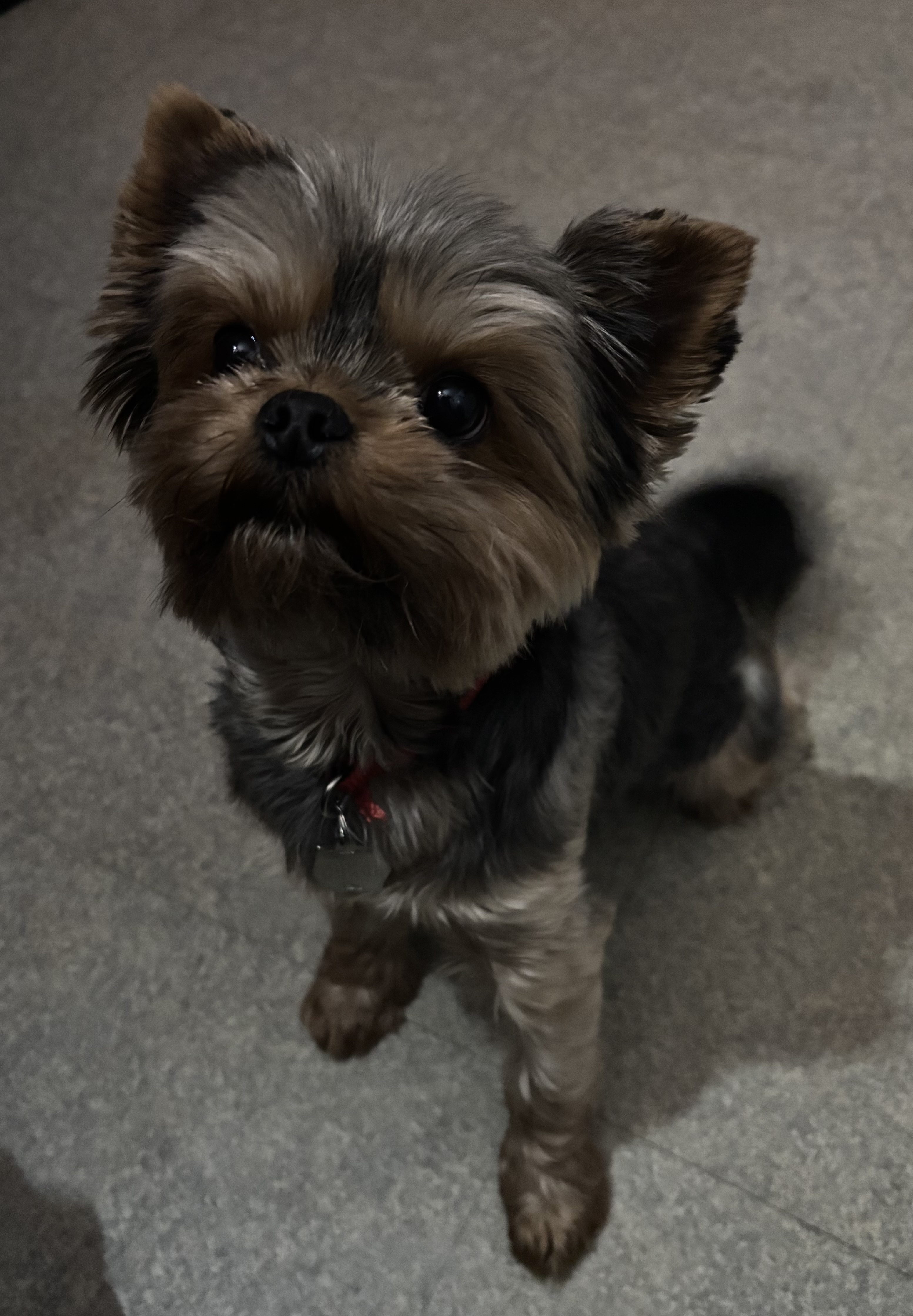 Femelle Yorkshire Noir et feu 0 78320 Le mesnil-saint-denis