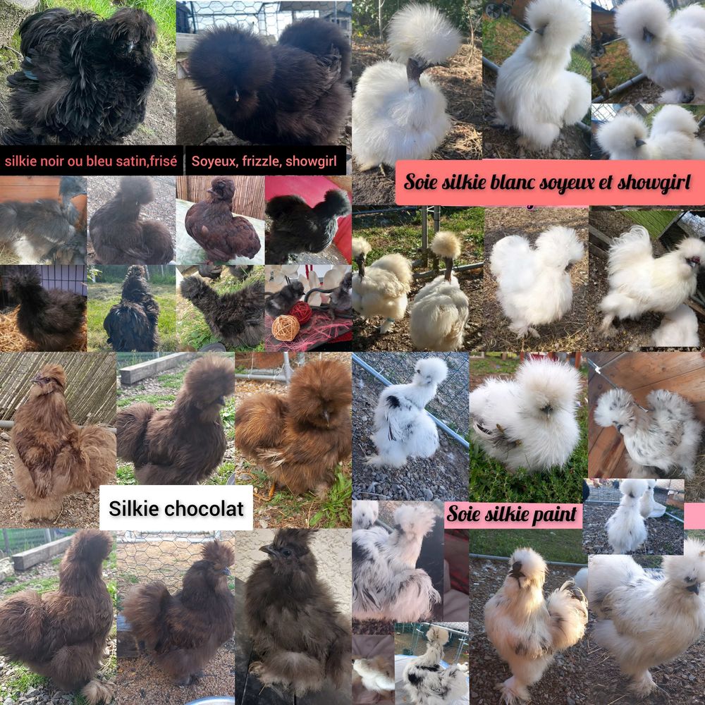 oeufs fecond&eacute;s de soie silkie 3 71360 �pinac