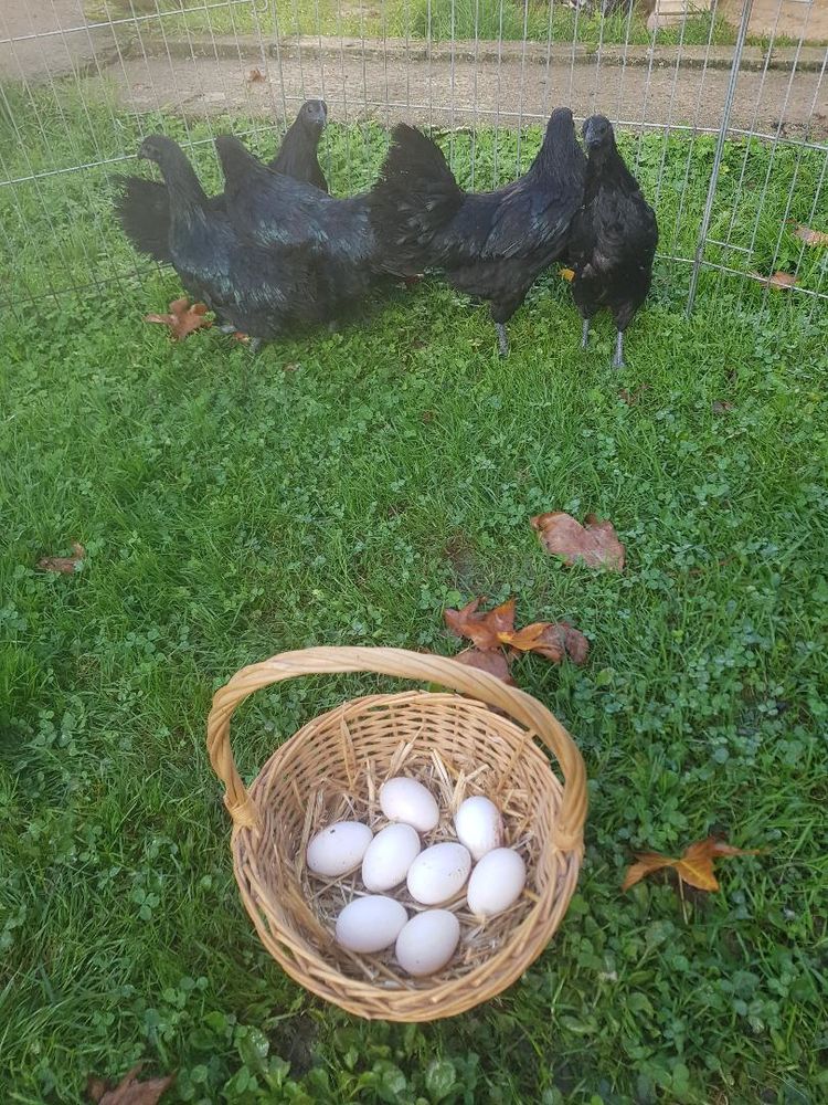 Oeuf fecond&eacute; poule Ayam cemani et s 2 77540 Courpalay