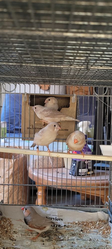 Diamants mandarins 10 10400 Fontaine-m�con