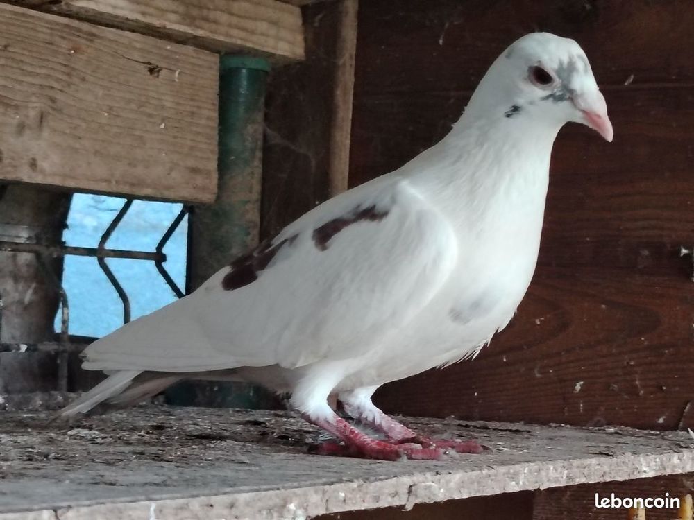 Pigeon voyageur 10 59980 Reumont