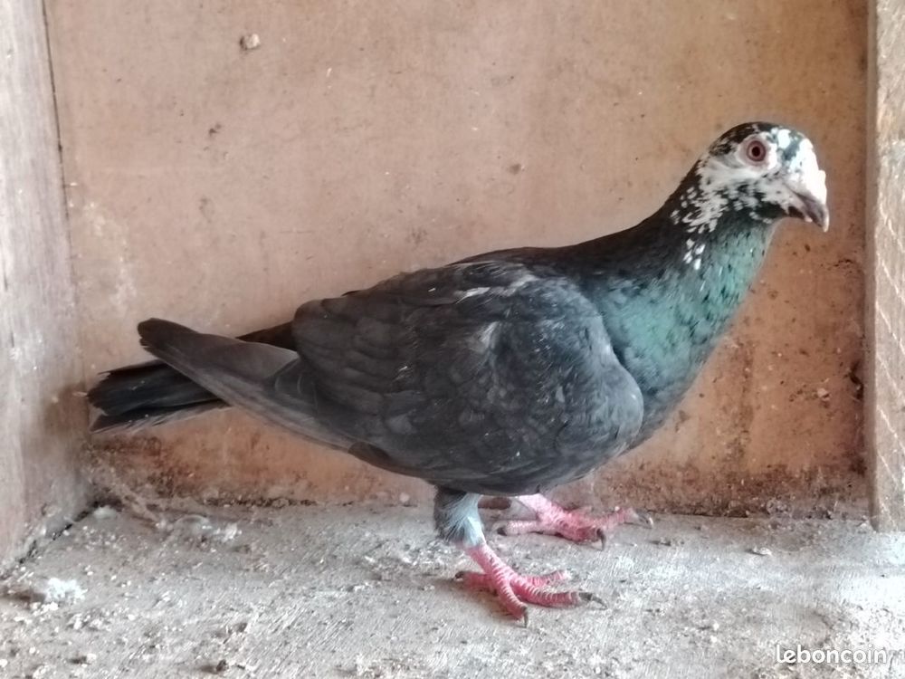 Pigeon voyageur noir t&ecirc;te blanche 10 59980 Reumont