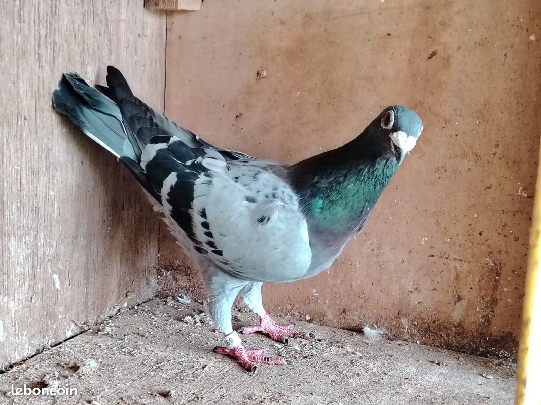 Pigeon voyageur &eacute;caill&eacute;e 10 59980 Reumont