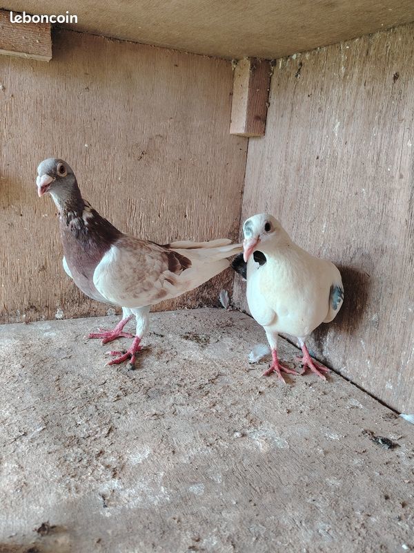 Couple de pigeon voyageur 20 59980 Reumont