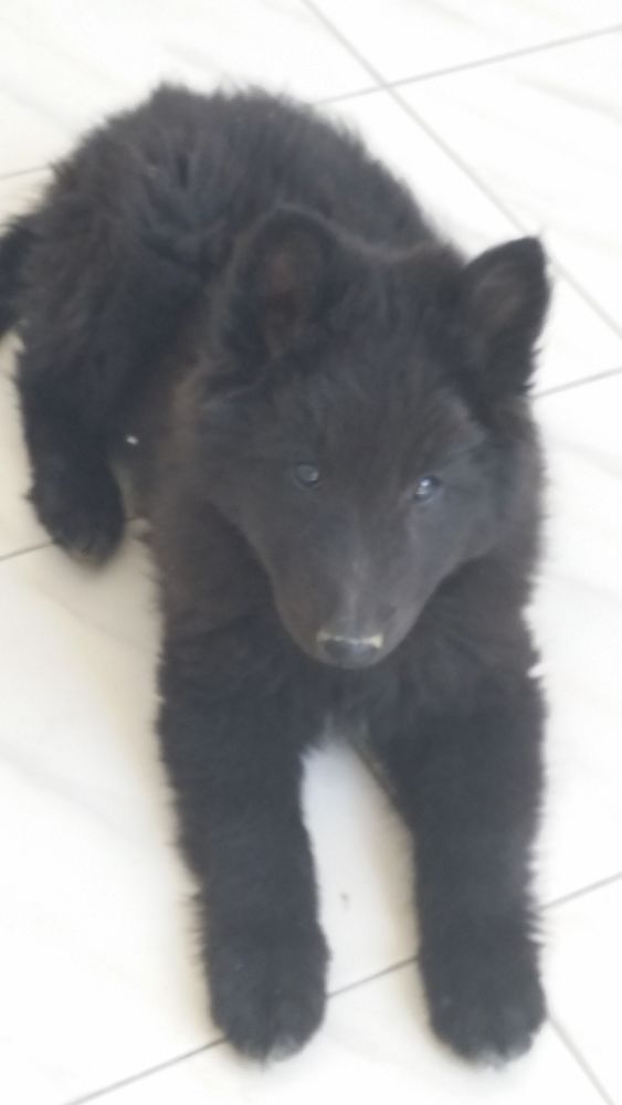 CHIOTS GROENENDAELS 990 83630 R�gusse