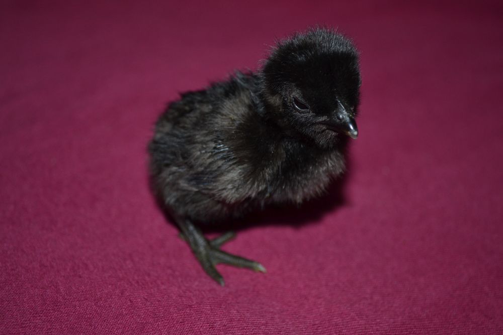 Poussins Cemani 5 59138 Pont-sur-sambre