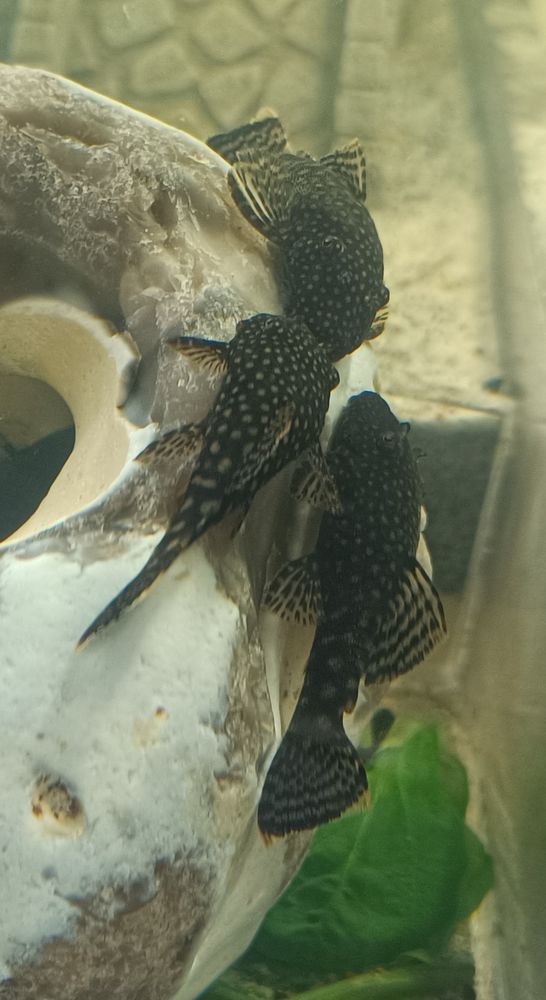 Cherche poisson aquarium guppy molly arlequin neon ... 0 50700 Valognes