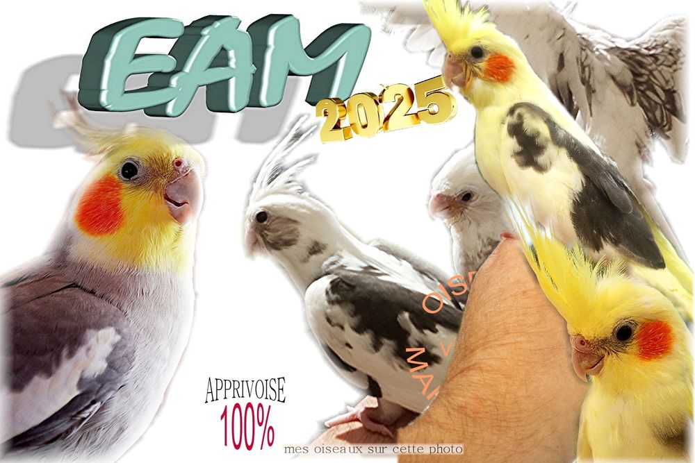 Perruches Calopsittes EAM 125 62730 Marck